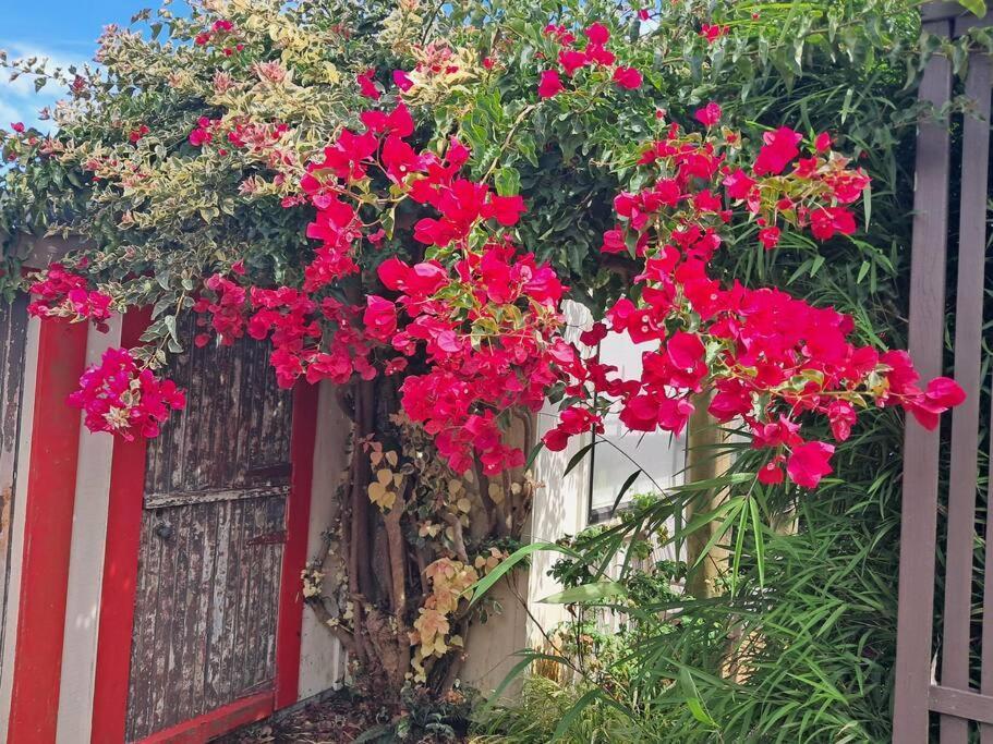 Secret Cottage Waitara Esterno foto